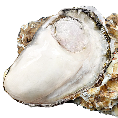 缤鲜鲜活特大乳山生蚝鲜活海蛎子