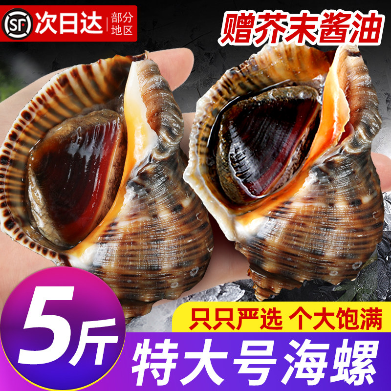 限时抢！鲜活特大海螺！产地直发图片