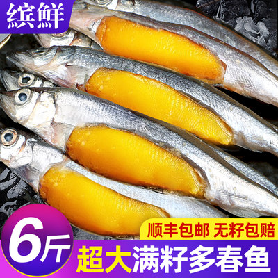 满籽特大多春鱼6斤新鲜无籽包赔