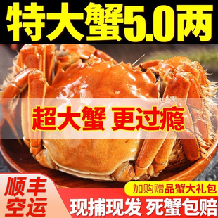 特大10只大闸蟹鲜活现货全母螃蟹官方旗舰阳澄礼盒湖鲜河蟹 活蟹