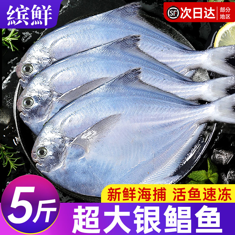 银鲳鱼新鲜冷冻捕鲜活鲳鱼昌鱼白鱼平鱼鳊鱼海鱼海鲜水产非金鲳