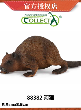 英国CollectA我你他野生动物模型玩具88382 河狸Beaver海狸
