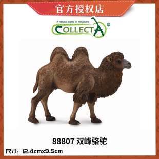 英国CollectA我你他仿真野生动物模型88807双峰骆驼88208单峰骆驼