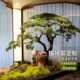 仿真松树迎客松假树罗汉松商场酒店楼梯橱窗装 饰室内景观造景摆件