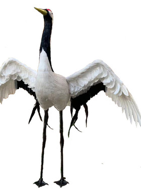 仿真鸟动物标本丹顶鹤黑颈鹤摆件