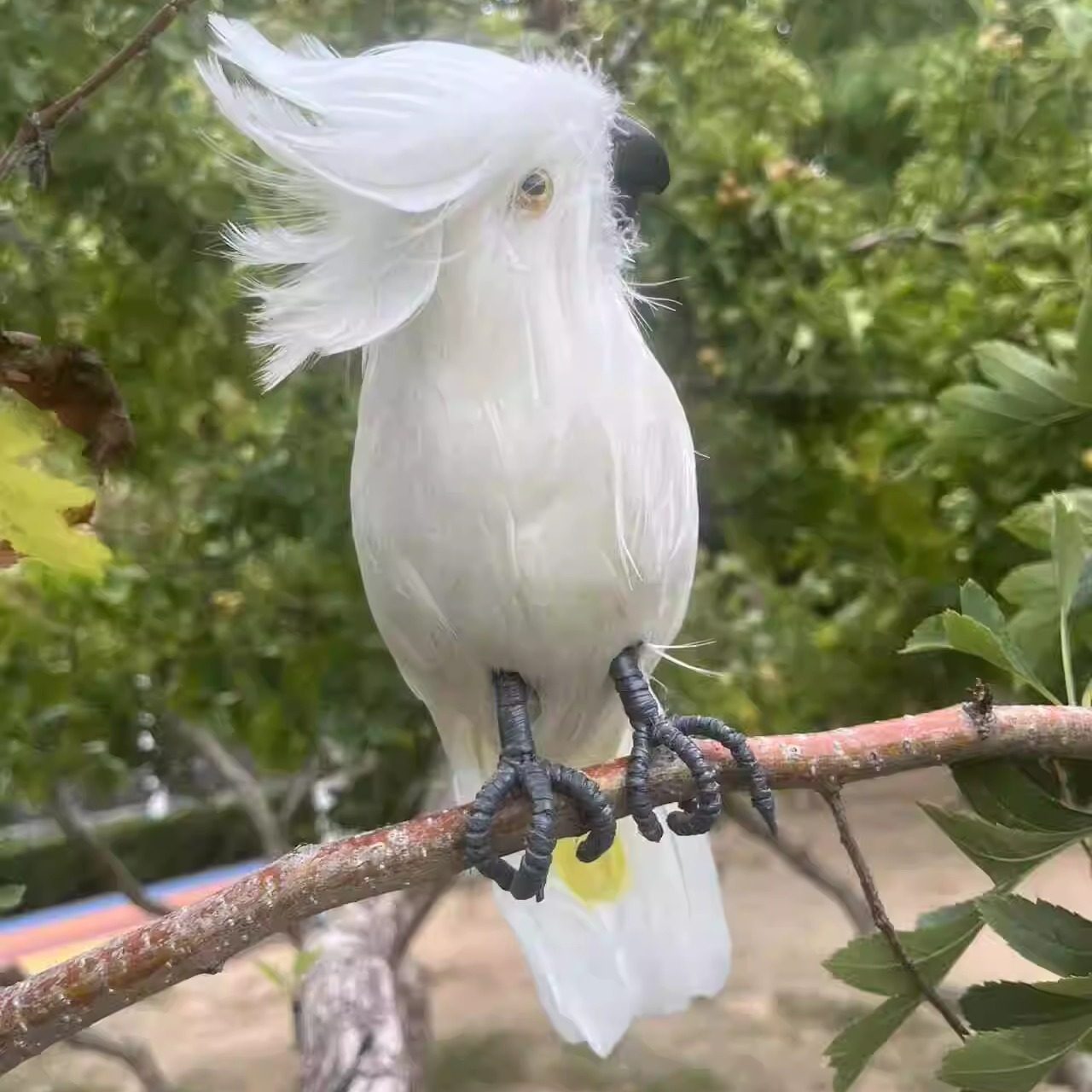 腾冲雪鸡母鸡散养虫草鸡