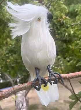 腾冲雪鸡母鸡散养虫草鸡