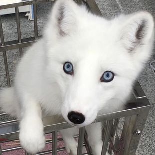 网红宠物萌宠活体宠物狐幼崽宠物狐狸活体白狐宠物熊猫色定金