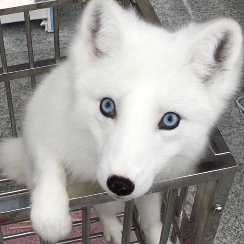 网红宠物萌宠活体宠物狐幼崽宠物狐狸活体白狐宠物熊猫色定金