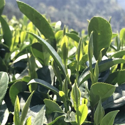 乡野志刚湘西特产古丈毛尖