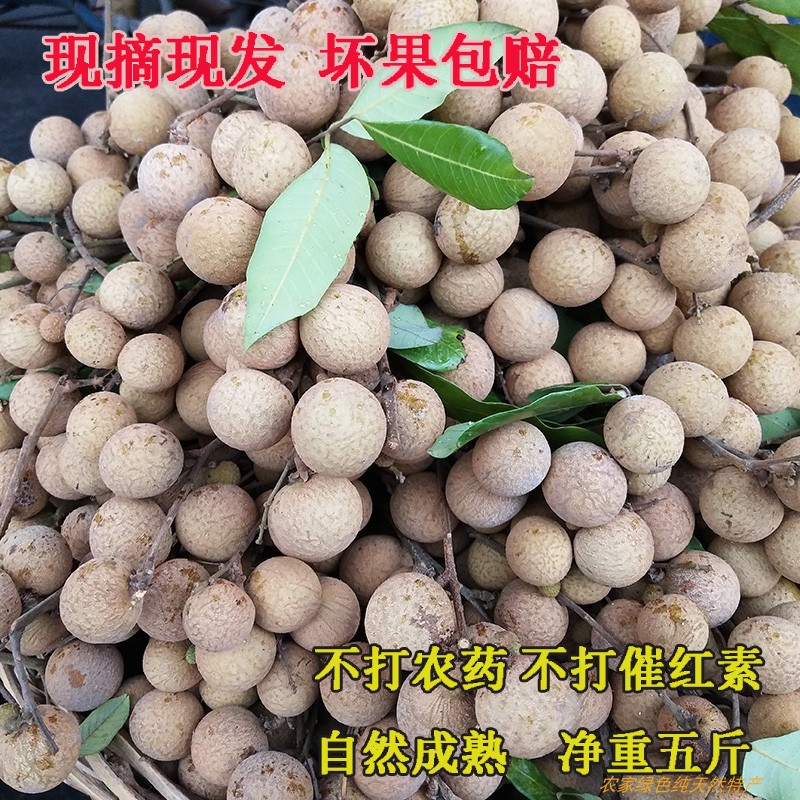 正宗四川泸州龙眼新鲜5斤老树桂圆当季孕妇水果现摘现发整箱包邮