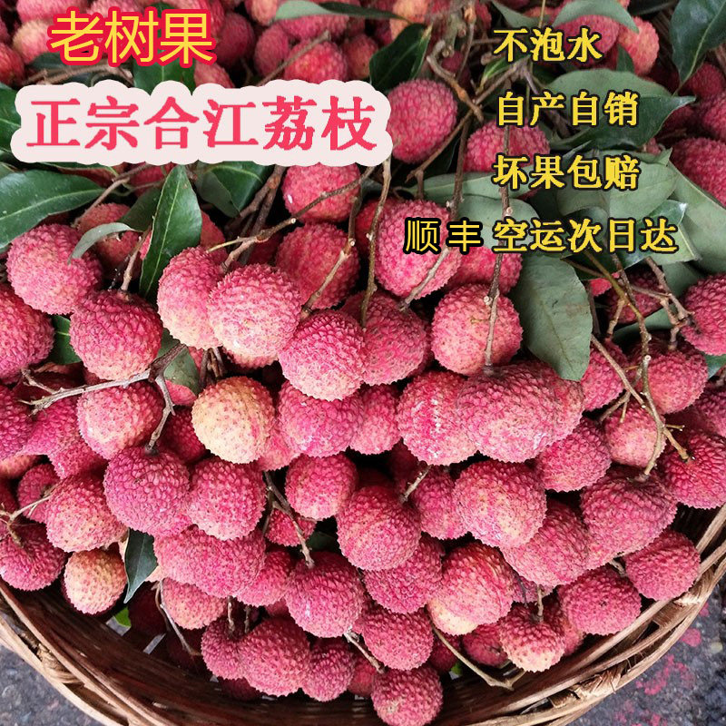荔枝妃子笑新鲜  泸州合江当季晚熟水果四川农家老树现摘现发5斤
