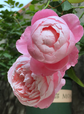 伊人如水 日月月季 羽毛 Plume扦插苗 花大 抗性好 浓香