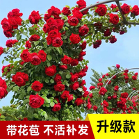 爬藤月季庭院薔薇花苗爬墻
