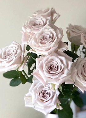 曼塔 直立切花复古灰色调多季开花玫瑰花苗盆栽