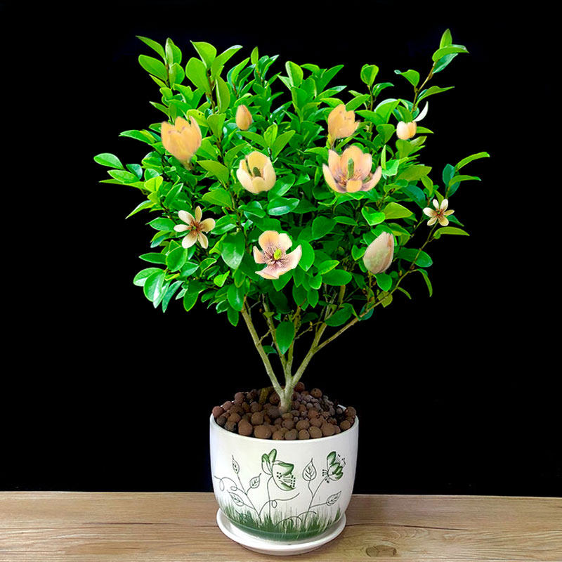 含笑盆栽花苗浓香型四季花卉植物庭院阳台当年开花四季青耐寒绿植