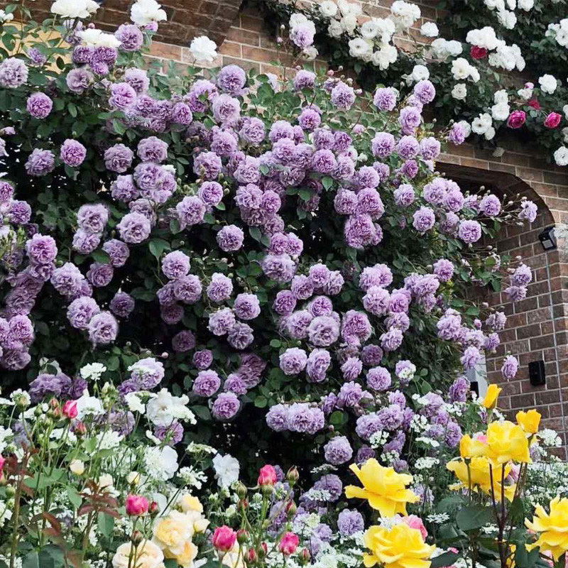 藤本月季花苗蓝色阴雨阳台庭院爬藤玫瑰花多花蔷薇花大苗多季