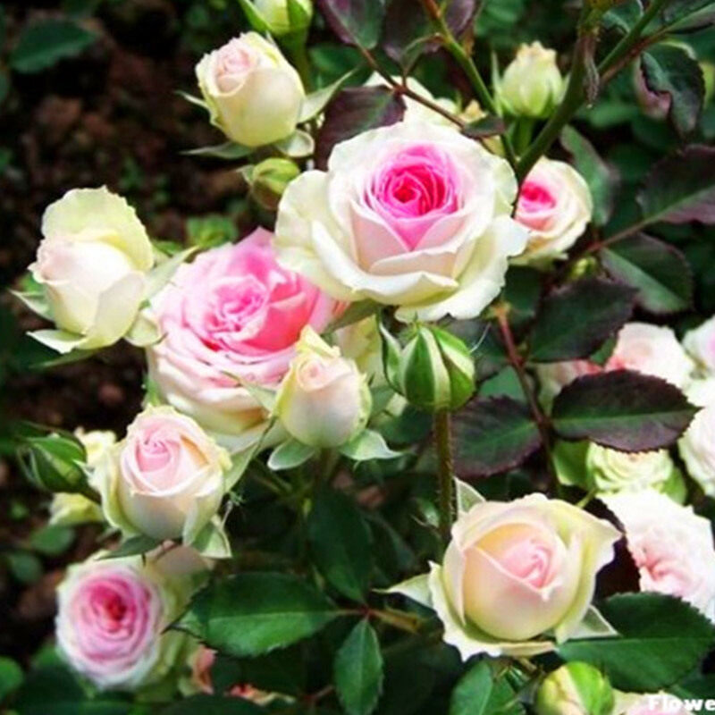 庭院多季开花藤本小伊甸园 藤本月季花苗 藤小伊玫瑰阳台四季开花