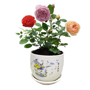 折射 肯尼亚品种 多头玫瑰 勤花 盆栽地栽 花苗 阳台 盆栽地栽