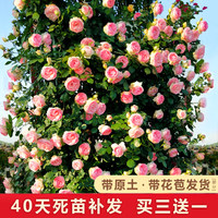 原盆原土带营养钵爬藤蔷薇月季