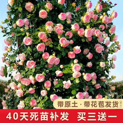 原盆原土带营养钵爬藤蔷薇月季