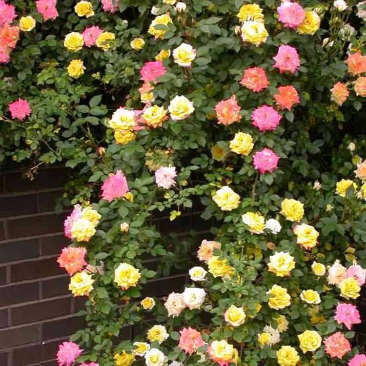 藤本月季 藤彩虹庭院阳台盆栽欧月爬墙植物爬藤月季花苗攀援花卉