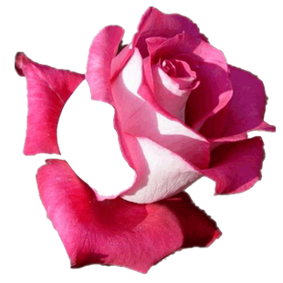 合唱团月季花苗大花灌木丰花开花栽种庭院阳台盆栽