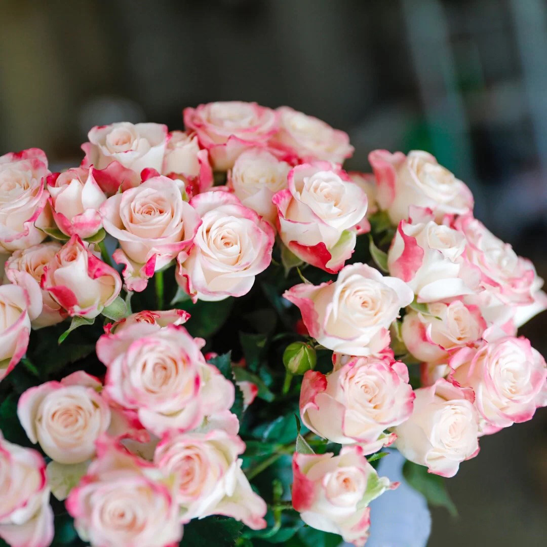 折射 肯尼亚品种 多头玫瑰 勤花 盆栽地栽 花苗 阳台 盆栽地栽