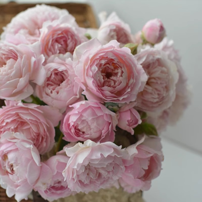 河本砂糖盆栽多季灌木月季庭院露台植物玫瑰花卉盆栽