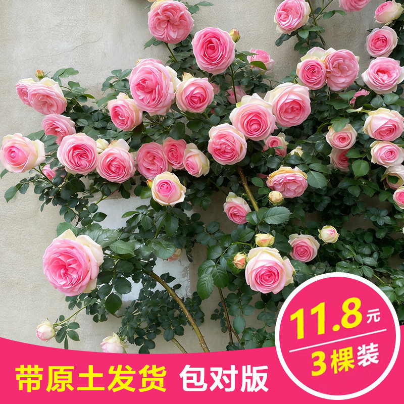 蔷薇花苗阳台盆栽庭院爬藤
