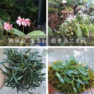 山野选集 多种亚热带植物附生兰九个豆兰品种雨林缸生态缸微景观