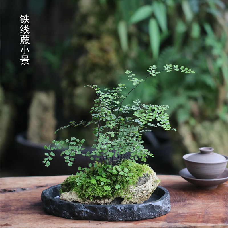 山野雅居 茶室茶席办公绿植铁线蕨吸水石成品盆栽吸甲醛净化空气