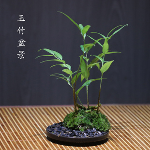 小天门冬盆景苔藓球植物室内桌面好养四季常青耐阴净化空气绿植