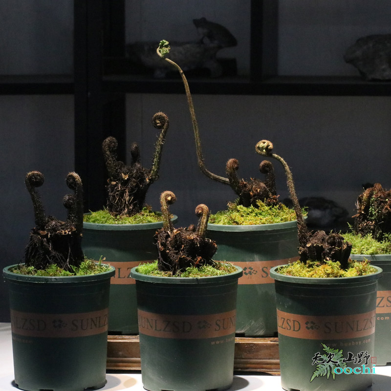 山野选集 室内客厅庭院喜阴大型蕨类深绿短肠蕨带芽盆栽