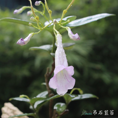 绿植苦苣苔耐旱假山雨林缸小灌木