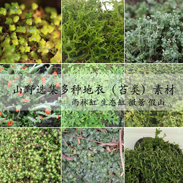 山野选集造景用苔藓【苔纲】枝状地衣各色野生高山苔藓雨林缸微景