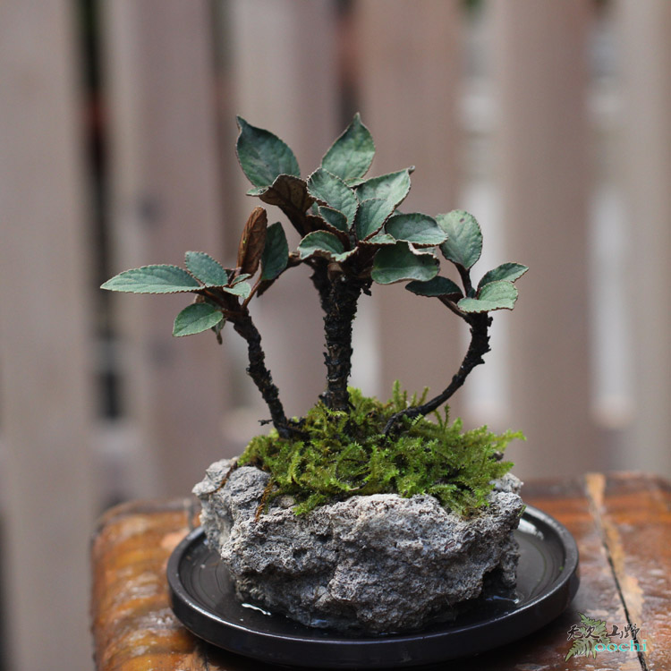 山野雅居 蛛毛苣苔吸水石盆栽 成品发货 茶室家居办公绿植花卉