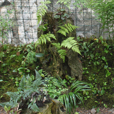 绿植山野选集蕨类亚热带雨林缸