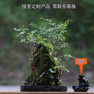 山野雅居 一物一拍铁线蕨吸水石盆栽茶席办公桌喜阴植物