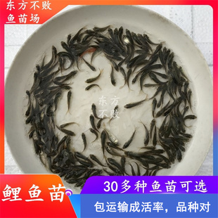淡水小鲤鱼苗稻田丰鲤鱼活体养殖龙鱼活体饲料鄂龟观赏开口鱼饵料