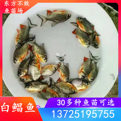 淡水白鲳鱼苗红鲳鱼活体养殖食用