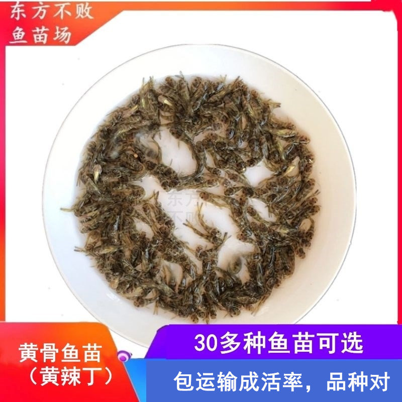 淡水黄骨鱼苗辣丁昂刺颡鱼活体
