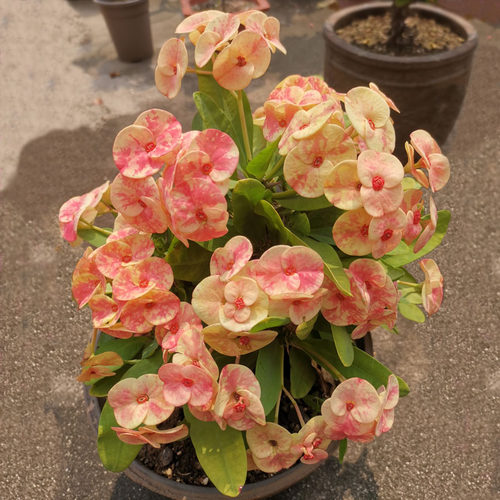 小芳花脸大花虎刺梅常年开花耐晒