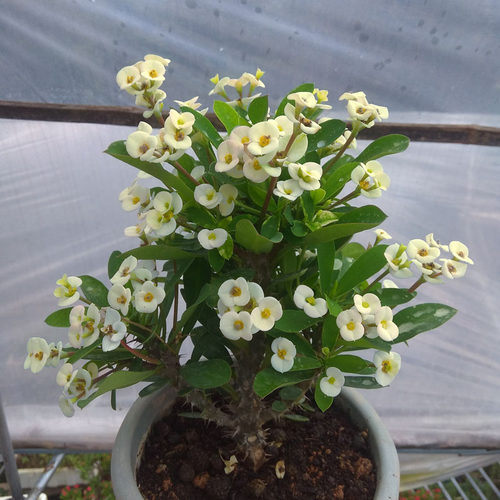 乳白色四季开花耐旱阳台铁海棠