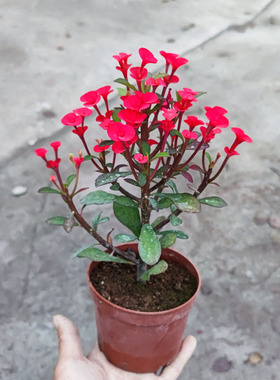 稀有新品种红色无刺虎刺梅盆栽铁海棠四季常年开耐晒耐热阳台花卉