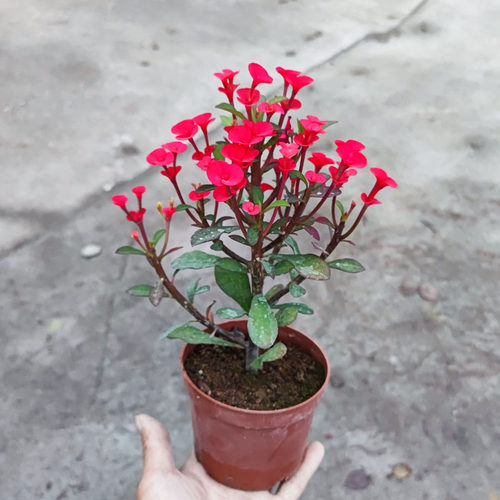 泥创佳艺稀有新品种无刺虎刺梅