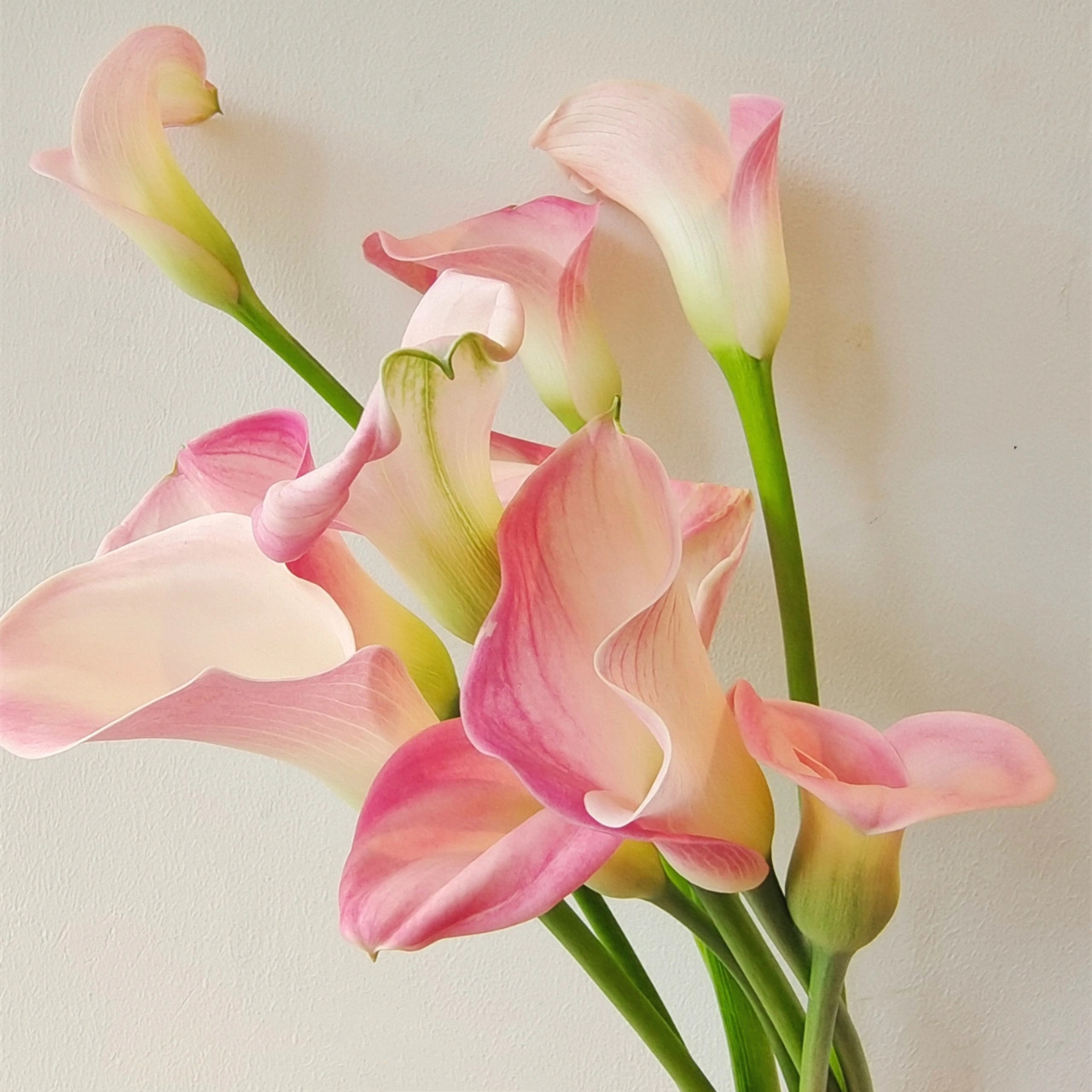 海芋鲜花婚礼手捧花马蹄莲基地种植家用酒店插花装饰顺丰冷链包邮