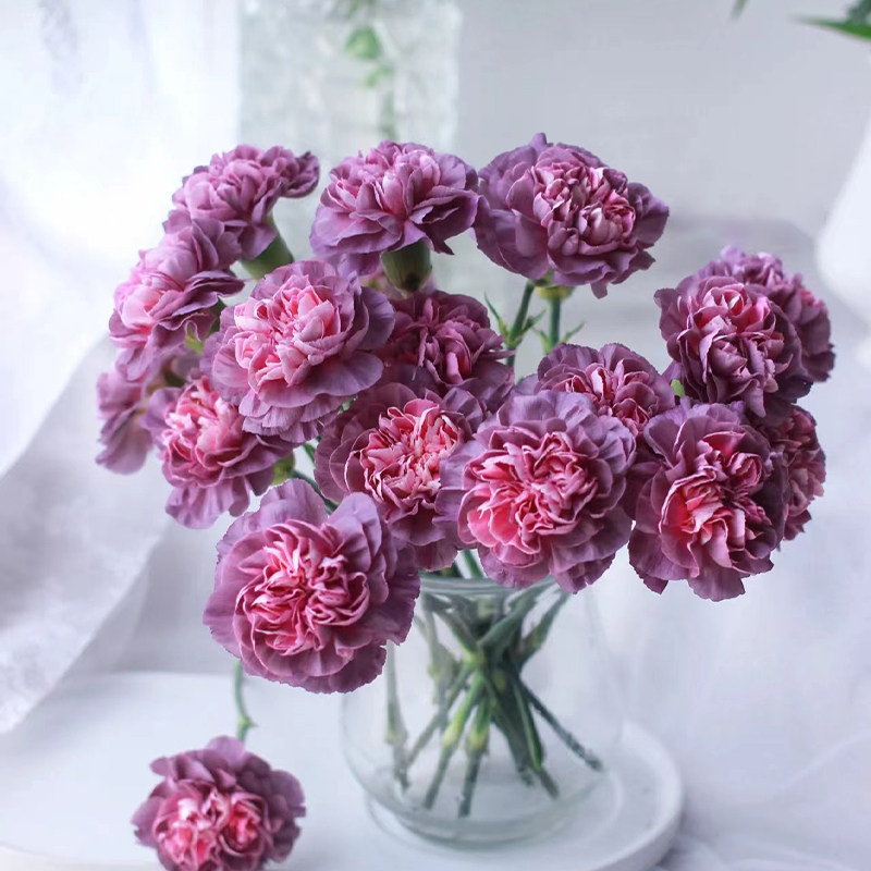 野马康乃馨云南直发水养鲜切花办公室内瓶插花桌面观赏装饰礼物