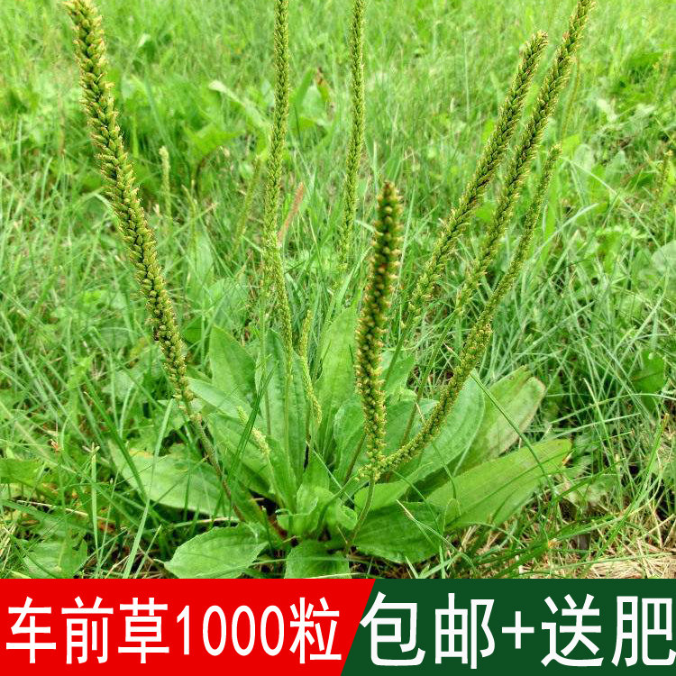 Medicinal material Seeds Plantain seed Wild seed Plantago Fournieri Flat car Five Beetin the Flower delivery/Flowers simulation/Plants gardening , Flowers/Fruits and vegetables/Lawn seed (New) , Home &amp; Garden Seeds  category - from Buy2taobao.com to provide professional Taobao agent buy service