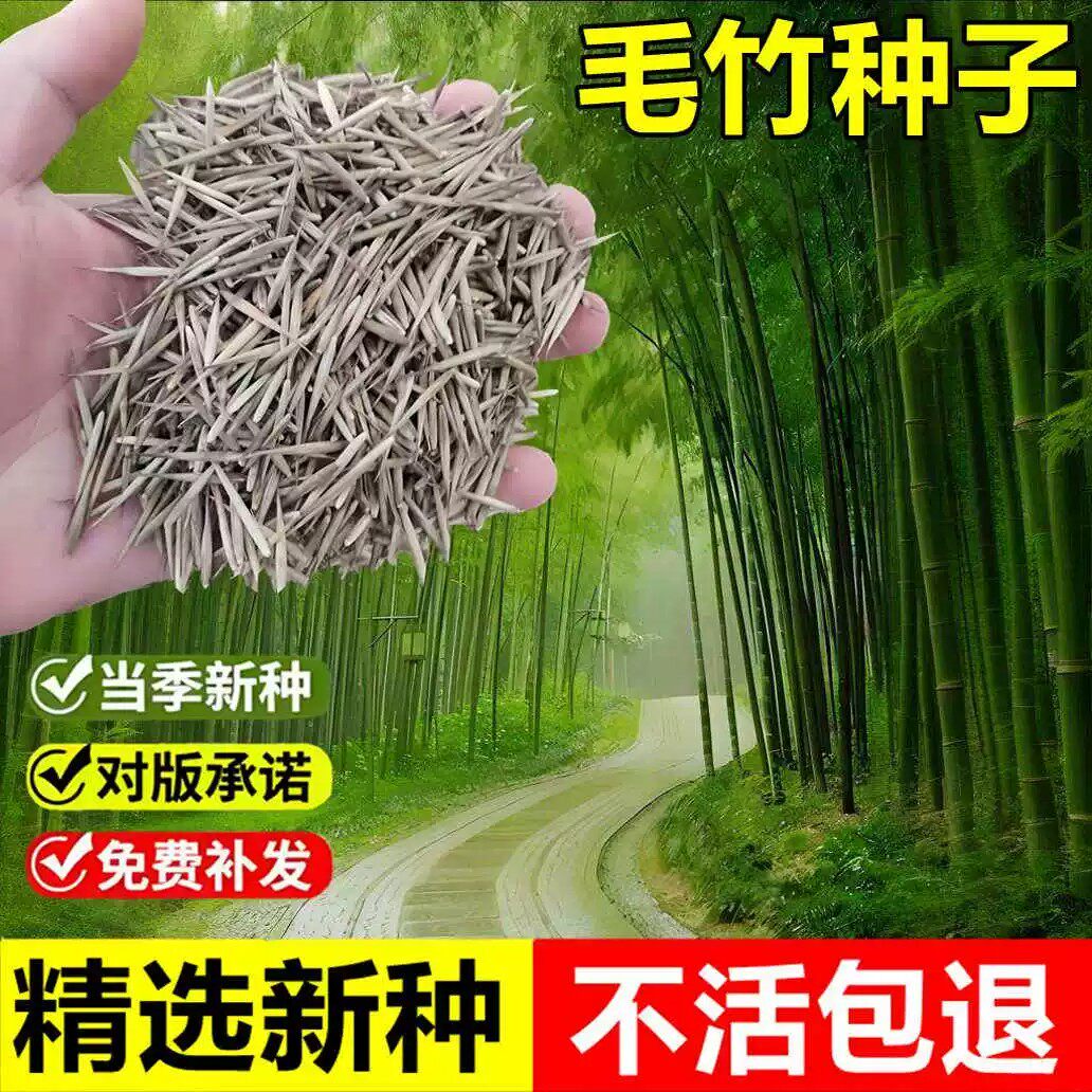 当年新采大型毛竹种子青竹早园竹紫竹罗汉竹室外庭院四季常绿竹子